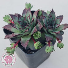 Load image into Gallery viewer, Sempervivum 'Wierdo' - John & Norma's Succulents Australia