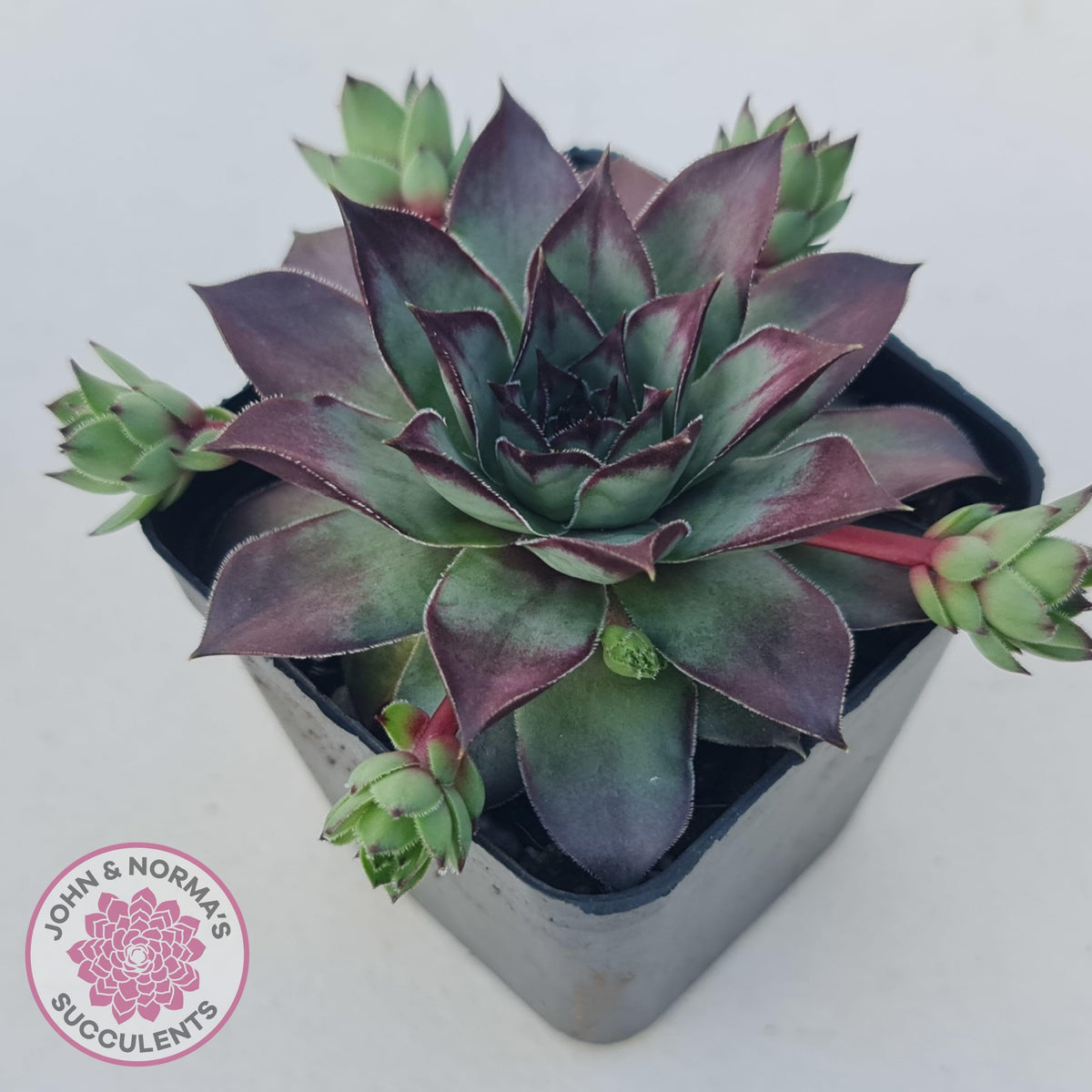 Sempervivum 'Wierdo'