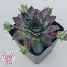 Load image into Gallery viewer, Sempervivum 'Wierdo' - John & Norma's Succulents Australia