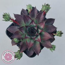 Load image into Gallery viewer, Sempervivum 'Wierdo' - John & Norma's Succulents Australia