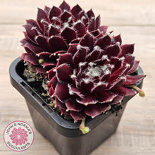 Load image into Gallery viewer, Sempervivum 'Winter Red'