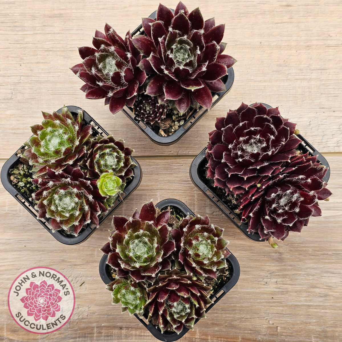 Sempervivum 'Winter Red'