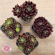 Load image into Gallery viewer, Sempervivum 'Winter Red'