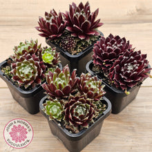 Load image into Gallery viewer, Sempervivum 'Winter Red'