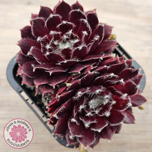 Load image into Gallery viewer, Sempervivum 'Winter Red'
