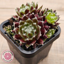 Load image into Gallery viewer, Sempervivum 'Winter Red'