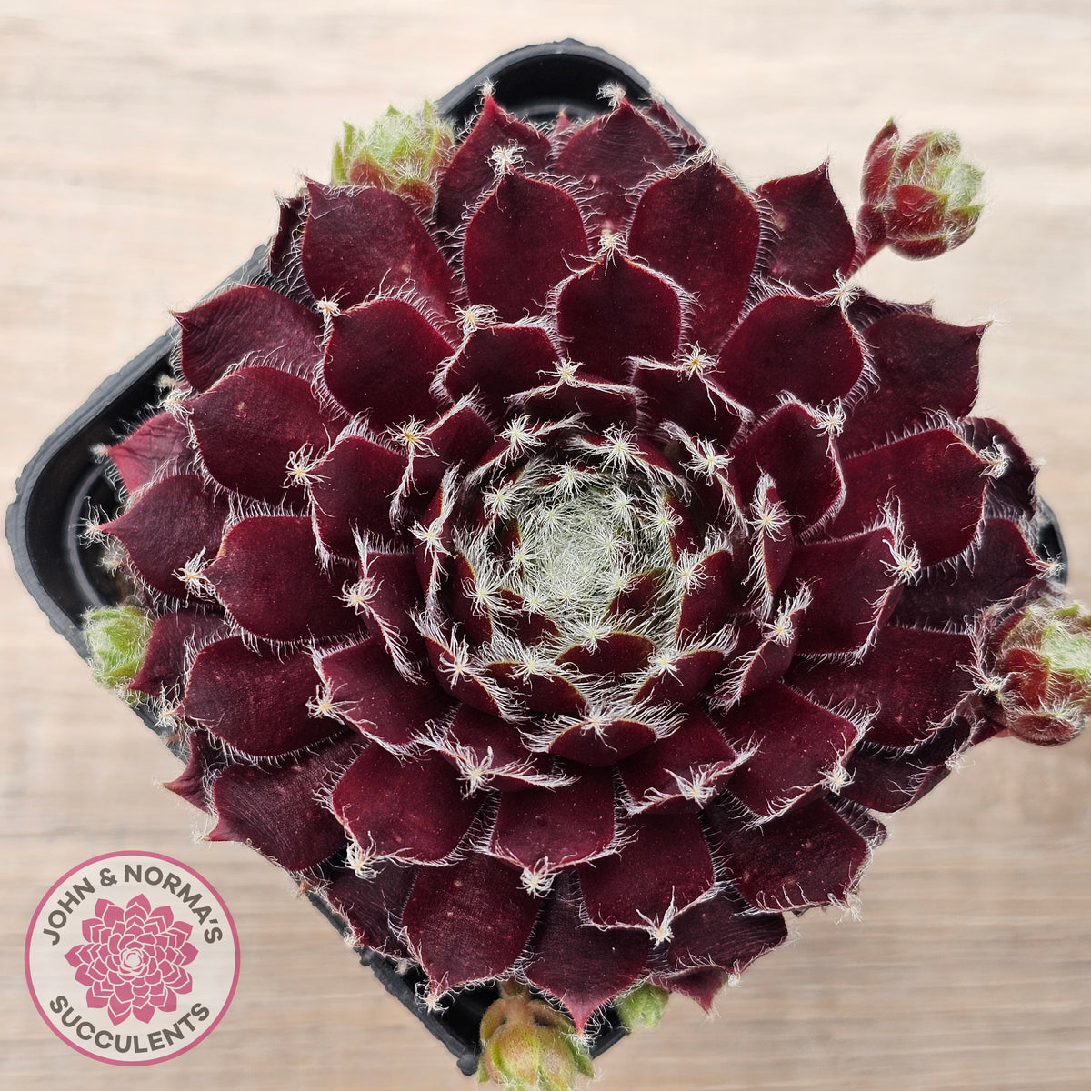Sempervivum 'Winter Red'