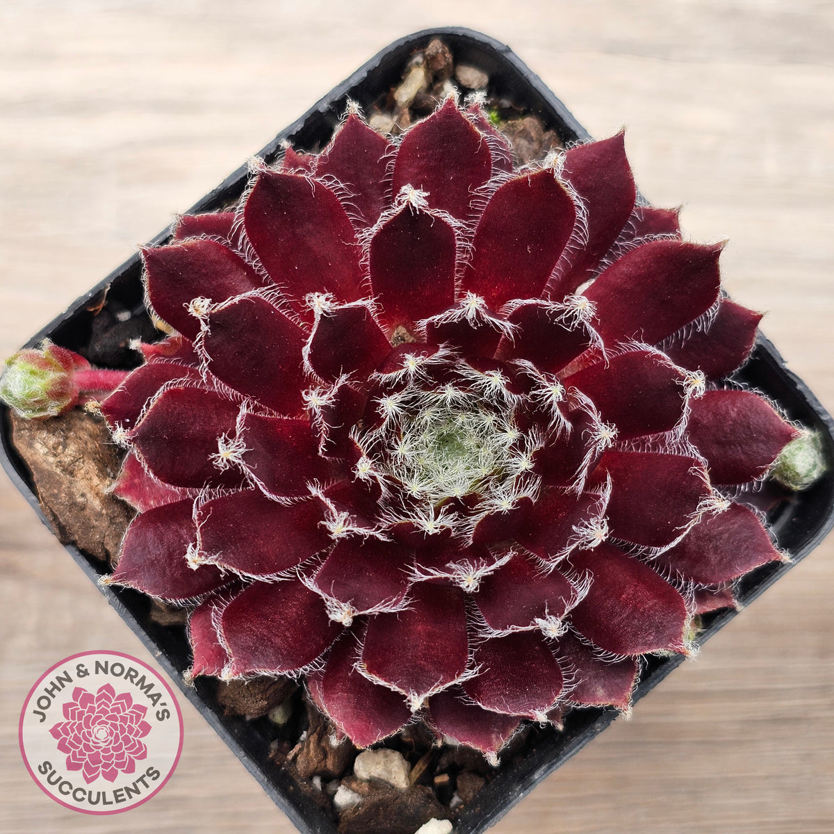 Sempervivum 'Winter Red'