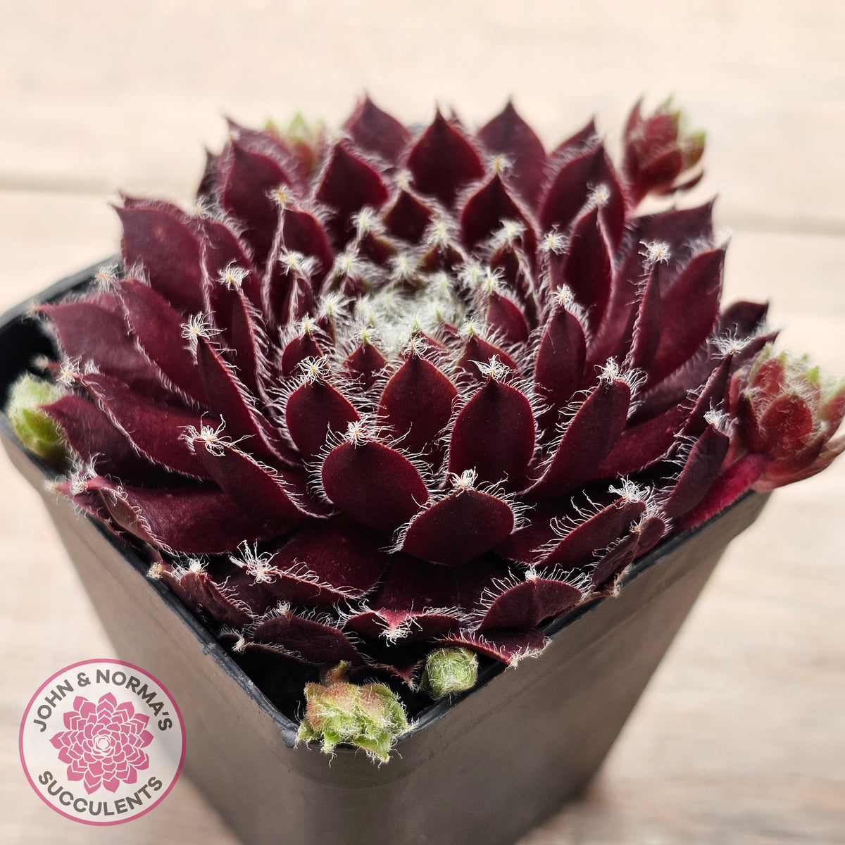 Sempervivum 'Winter Red'