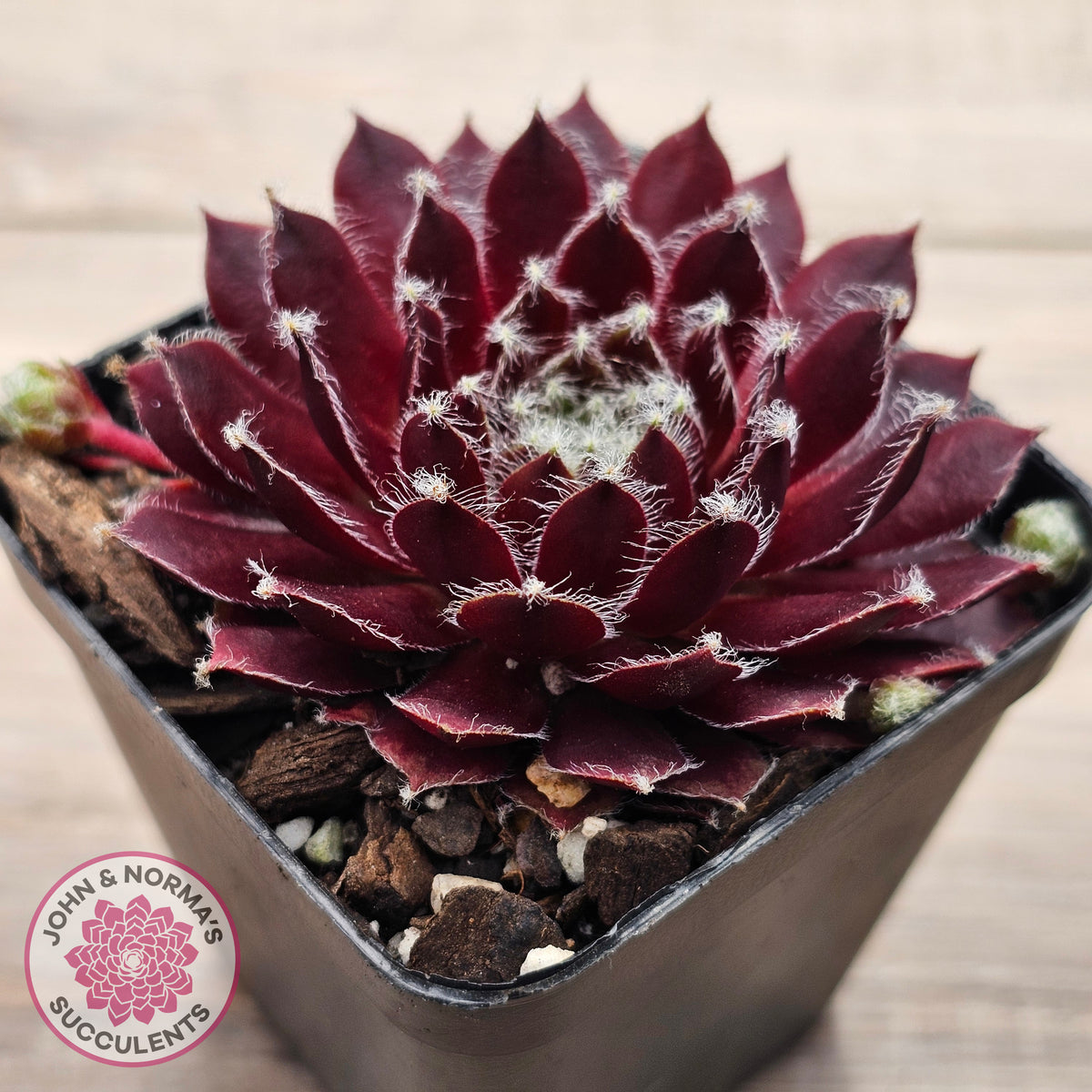 Sempervivum 'Winter Red'