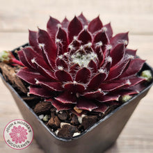 Load image into Gallery viewer, Sempervivum 'Winter Red'