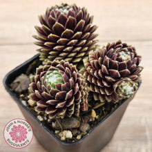 Load image into Gallery viewer, Sempervivum arachnoideum 'Tiny Tots'