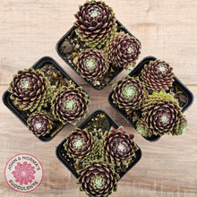 Load image into Gallery viewer, Sempervivum arachnoideum 'Tiny Tots'