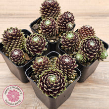 Load image into Gallery viewer, Sempervivum arachnoideum 'Tiny Tots'