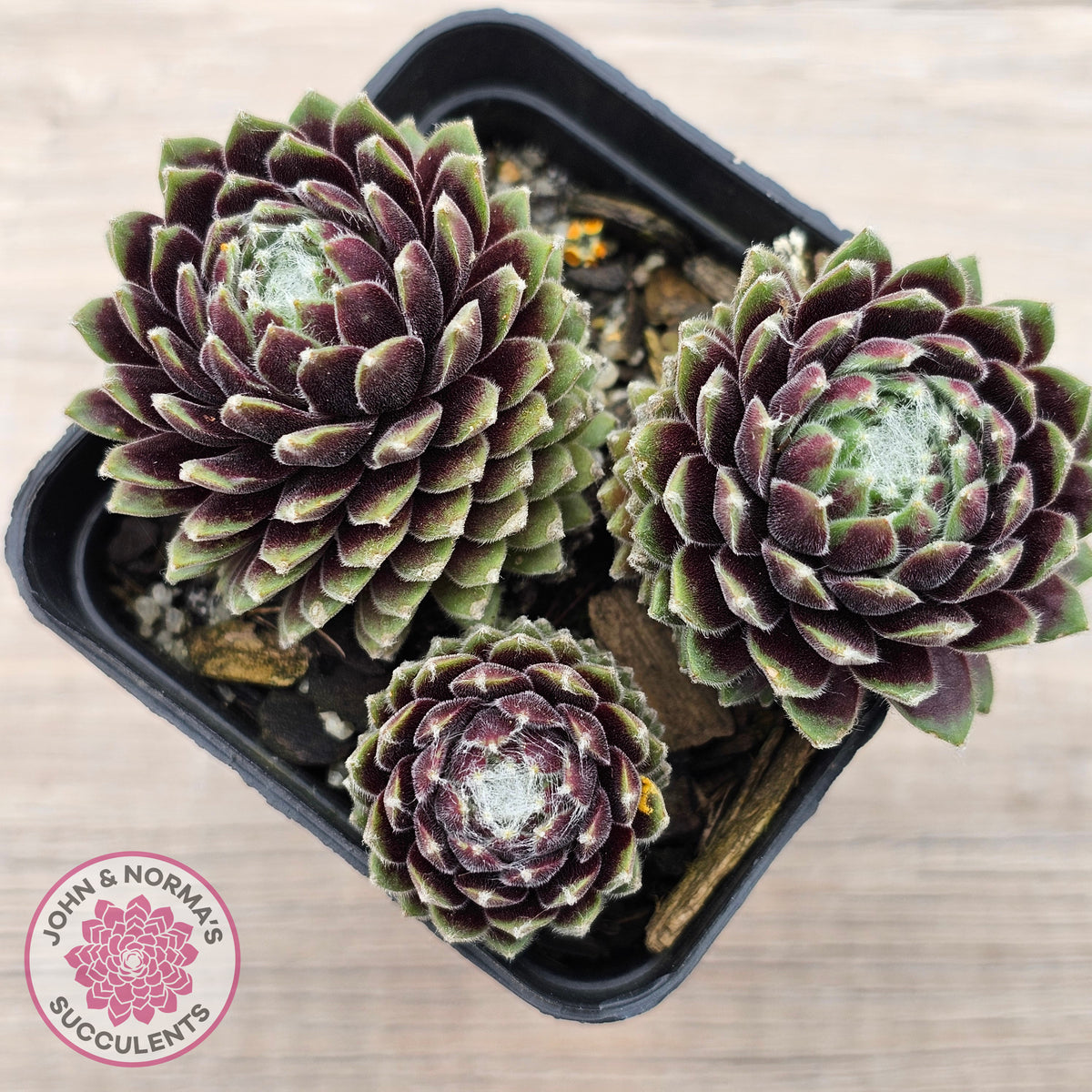 Sempervivum arachnoideum 'Tiny Tots'