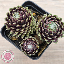 Load image into Gallery viewer, Sempervivum arachnoideum 'Tiny Tots'