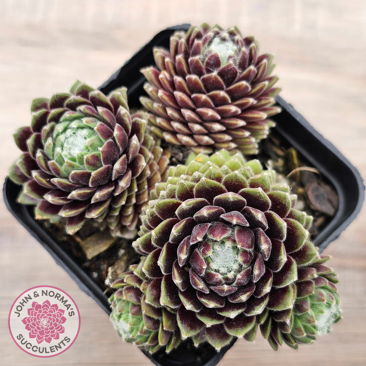 Sempervivum arachnoideum 'Tiny Tots'