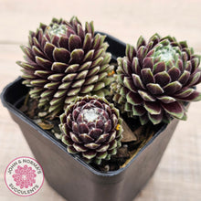 Load image into Gallery viewer, Sempervivum arachnoideum 'Tiny Tots'