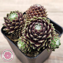 Load image into Gallery viewer, Sempervivum arachnoideum 'Tiny Tots'