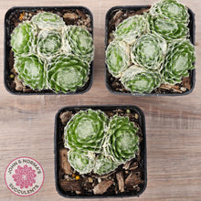 Load image into Gallery viewer, Sempervivum arachnoideum