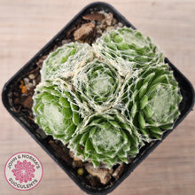 Load image into Gallery viewer, Sempervivum arachnoideum