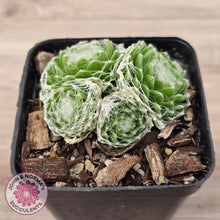 Load image into Gallery viewer, Sempervivum arachnoideum
