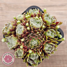 Load image into Gallery viewer, Sempervivum arachnoideum