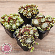 Load image into Gallery viewer, Sempervivum arachnoideum