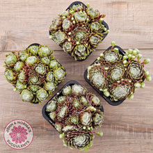 Load image into Gallery viewer, Sempervivum arachnoideum