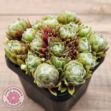 Load image into Gallery viewer, Sempervivum arachnoideum