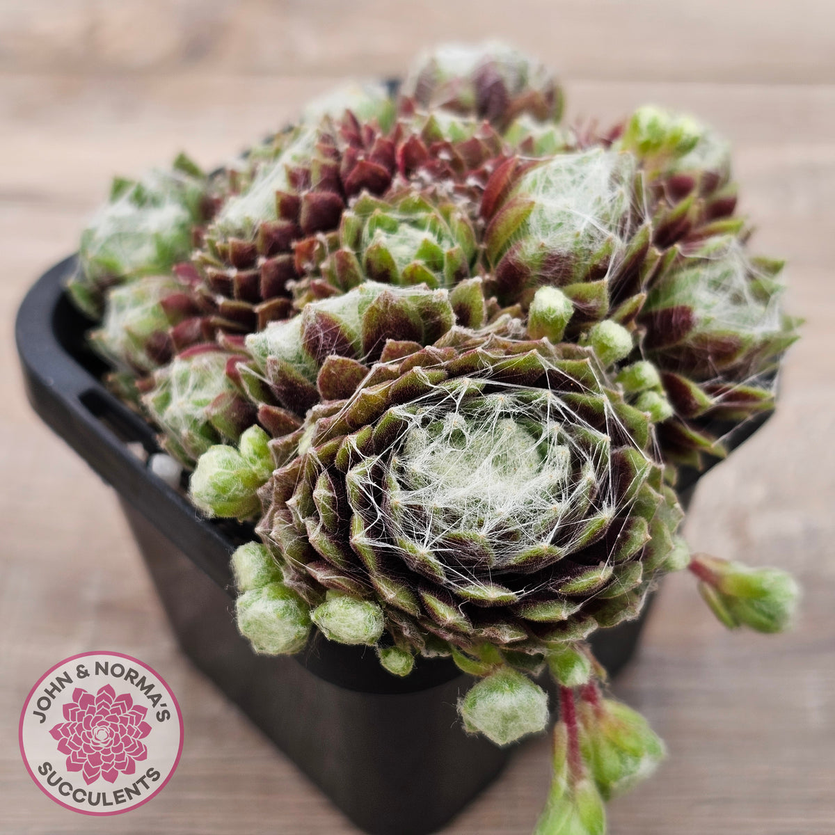 Sempervivum arachnoideum
