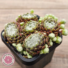 Load image into Gallery viewer, Sempervivum arachnoideum