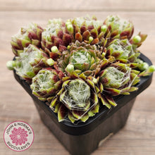 Load image into Gallery viewer, Sempervivum arachnoideum