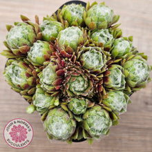 Load image into Gallery viewer, Sempervivum arachnoideum