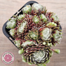 Load image into Gallery viewer, Sempervivum arachnoideum