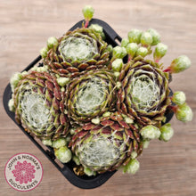 Load image into Gallery viewer, Sempervivum arachnoideum