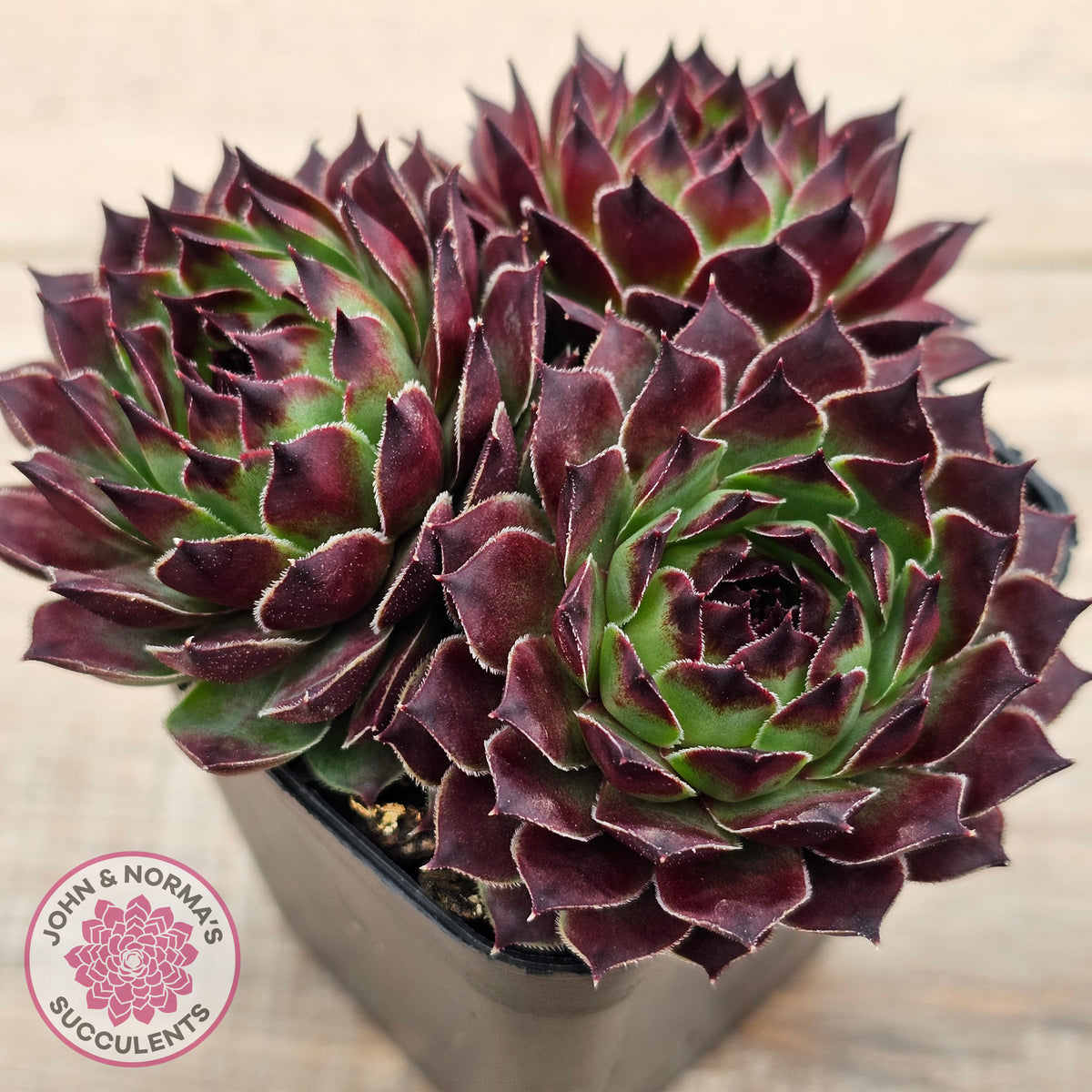 Sempervivum calcareum 'Guillaumes'