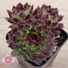 Load image into Gallery viewer, Sempervivum calcareum 'Guillaumes'