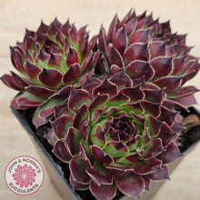 Load image into Gallery viewer, Sempervivum calcareum 'Guillaumes'