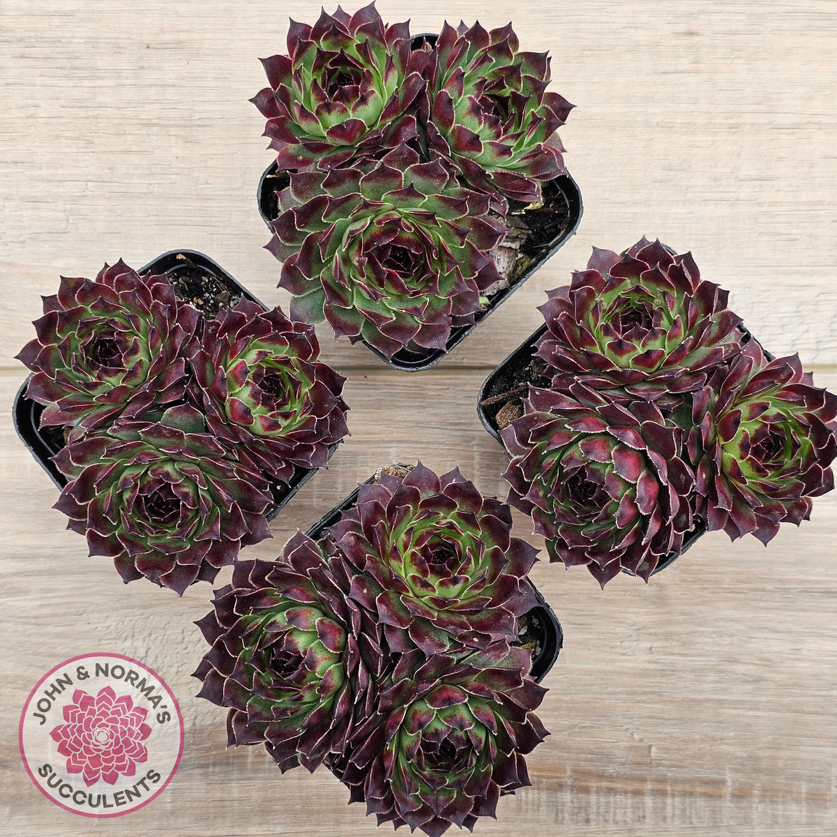 Sempervivum calcareum 'Guillaumes'