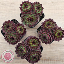 Load image into Gallery viewer, Sempervivum calcareum 'Guillaumes'