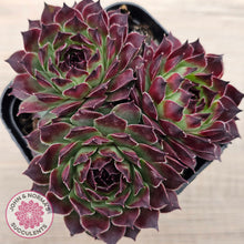 Load image into Gallery viewer, Sempervivum calcareum 'Guillaumes'