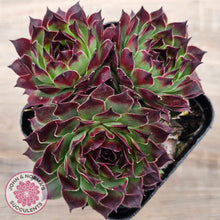 Load image into Gallery viewer, Sempervivum calcareum 'Guillaumes'