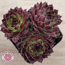 Load image into Gallery viewer, Sempervivum calcareum 'Guillaumes'