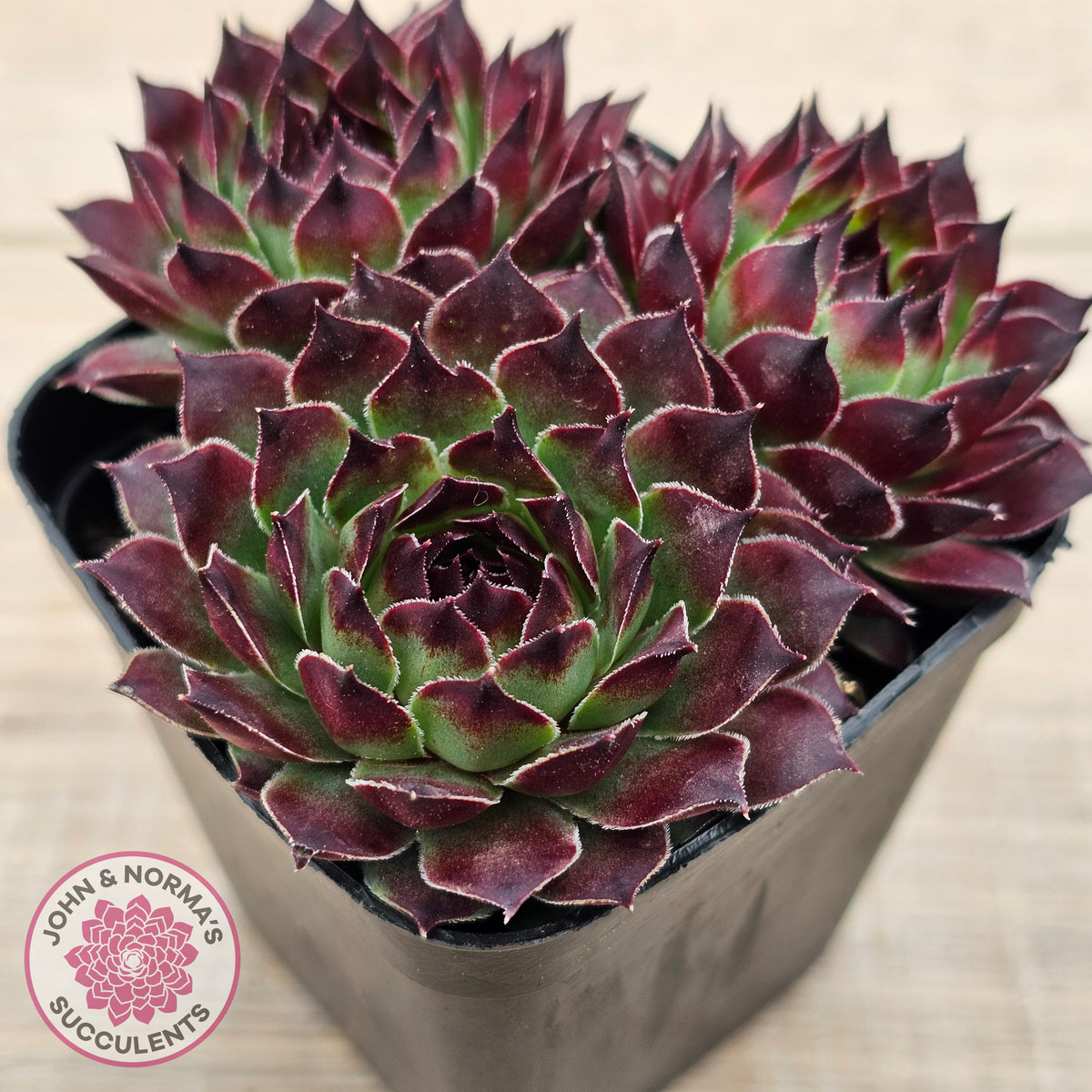 Sempervivum calcareum 'Guillaumes'