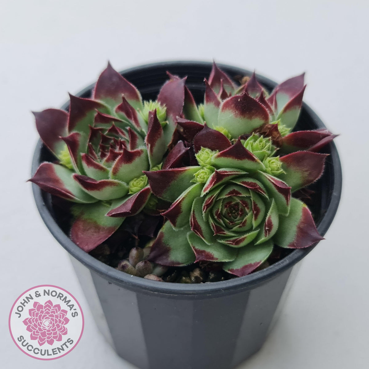 Sempervivum calcareum 'Guillaumes'
