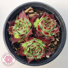 Load image into Gallery viewer, Sempervivum calcareum 'Guillaumes' - John & Norma's Succulents Australia