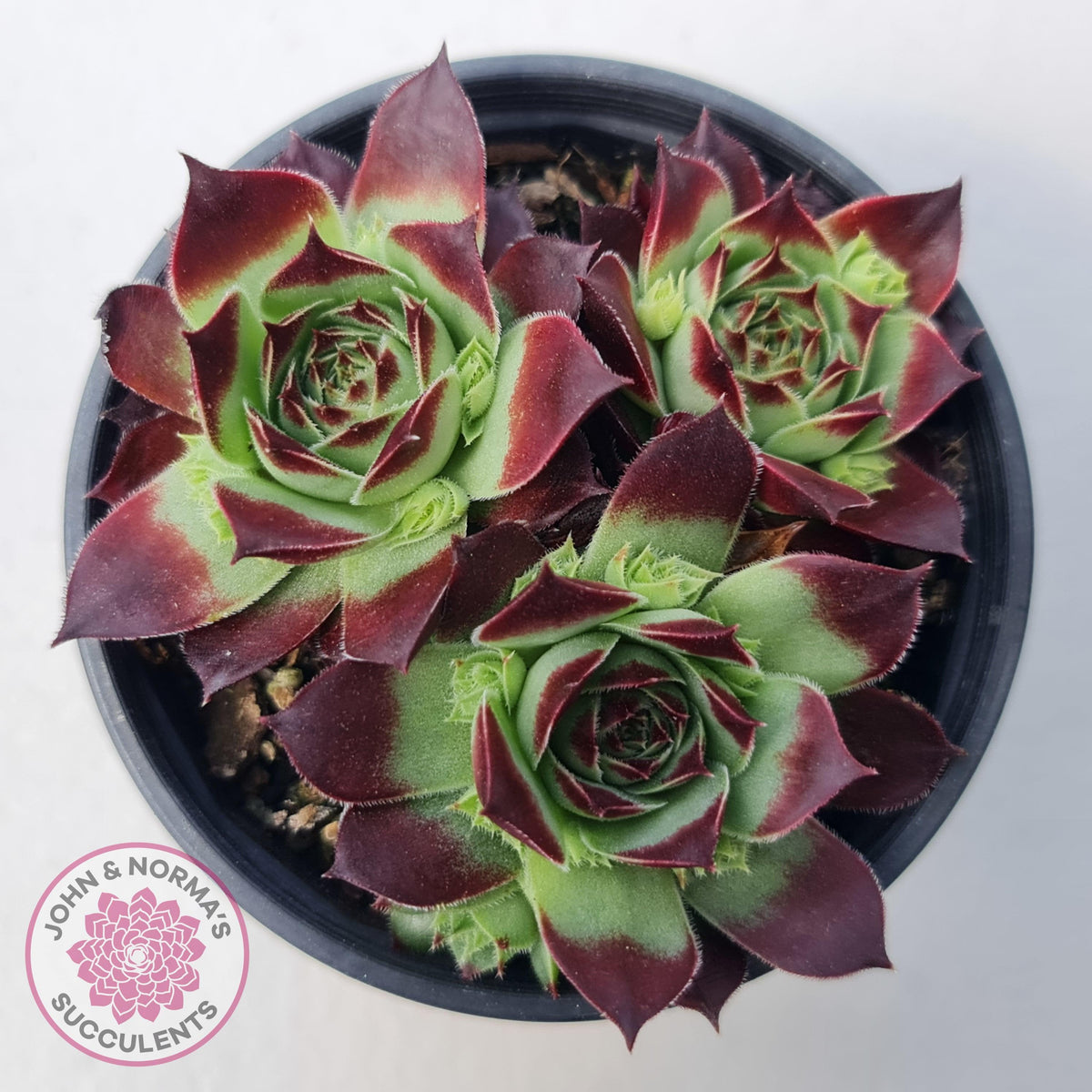 Sempervivum calcareum 'Guillaumes'