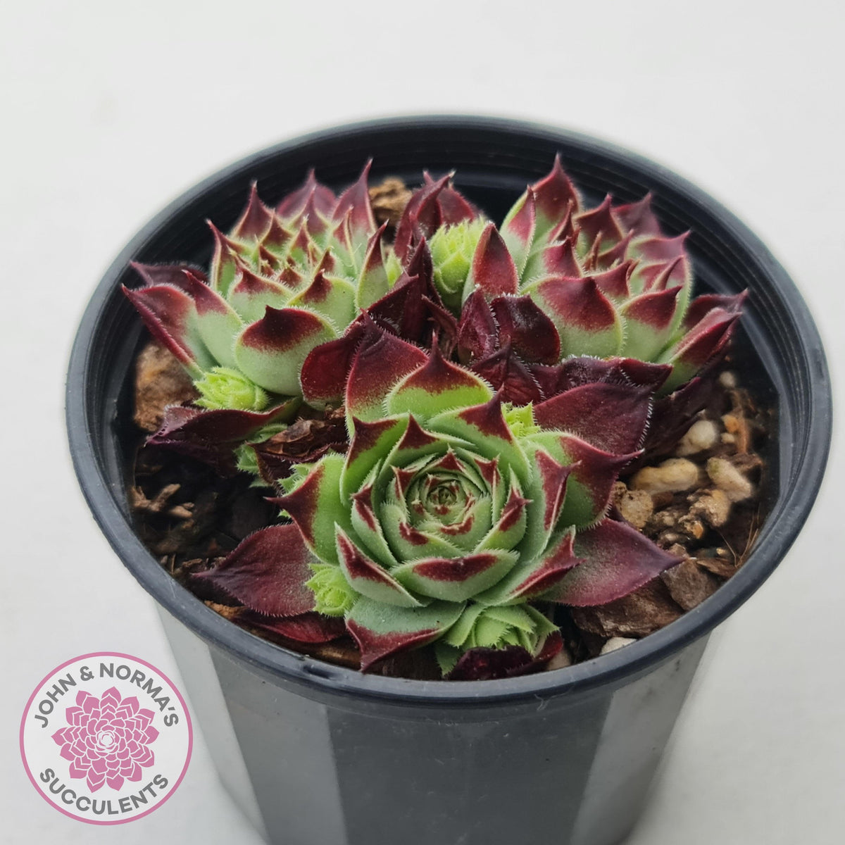 Sempervivum calcareum 'Guillaumes'