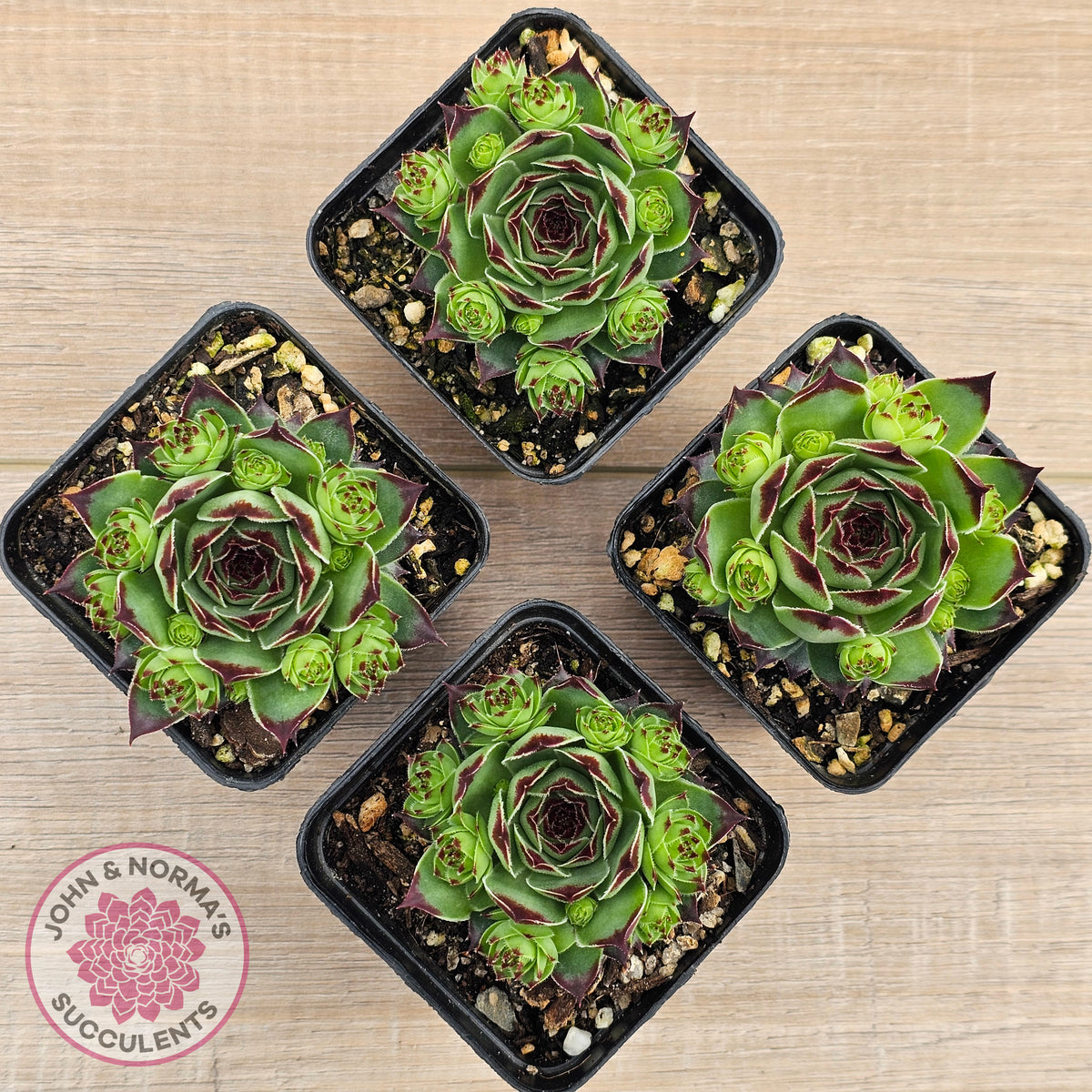 Sempervivum calcareum 'Petite Ceuse'